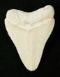 White Bone Valley Megalodon Tooth #17183-1